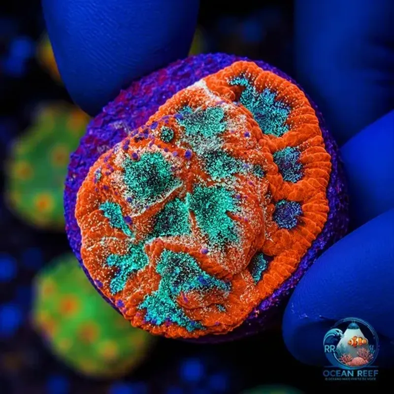 Coral Favia Glitter (peça cheia)