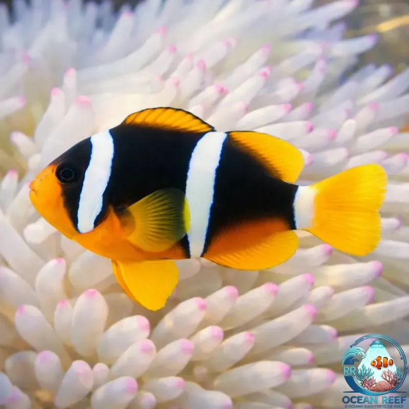 Peixe Palhaço Clarki Sumatra