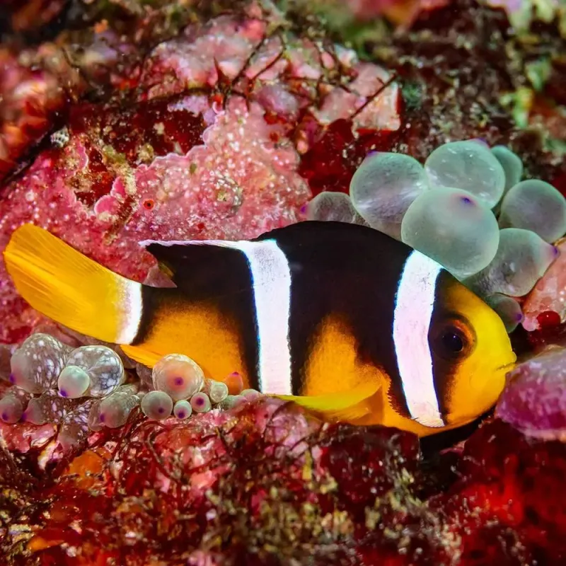 Peixe Palhaço Clarki Sumatra