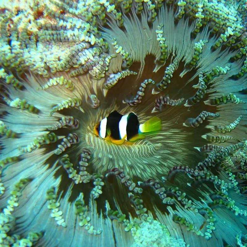 Peixe Palhaço Clarki Sumatra