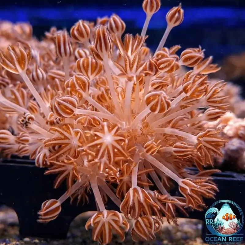 Xênia Pompom Giant Pulsante