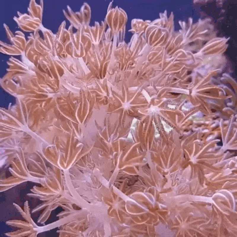 Xênia Pompom Giant Pulsante
