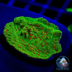 Coral Montipora Chili Pepper (peça cheia)