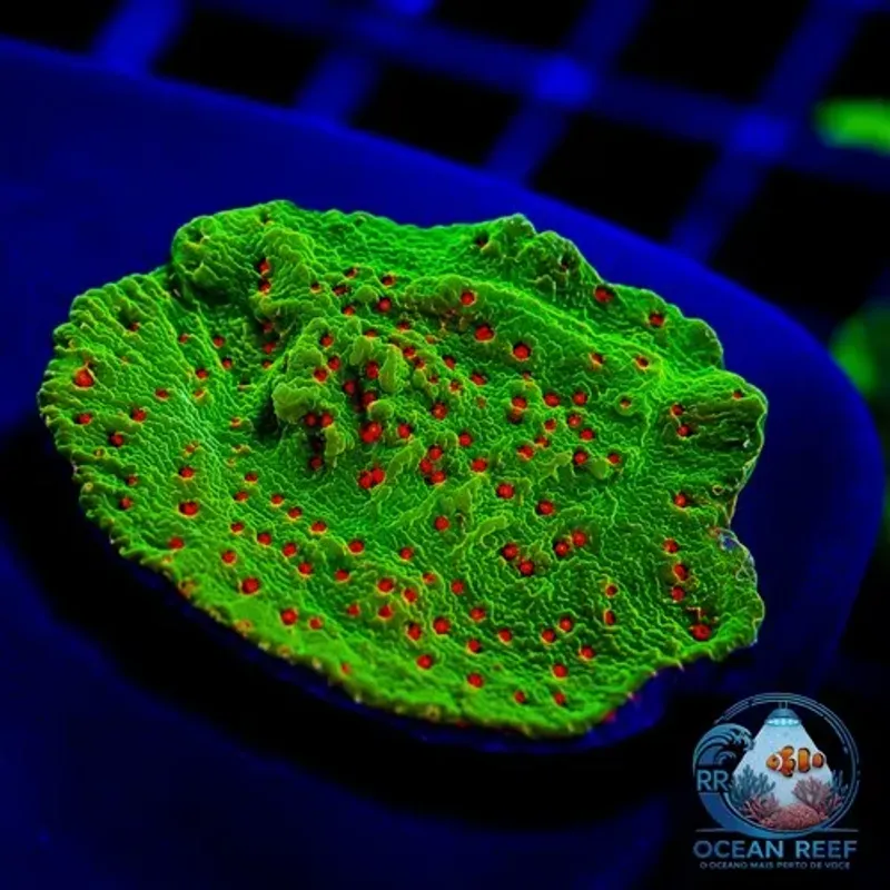 Coral Montipora Chili Pepper (peça cheia)