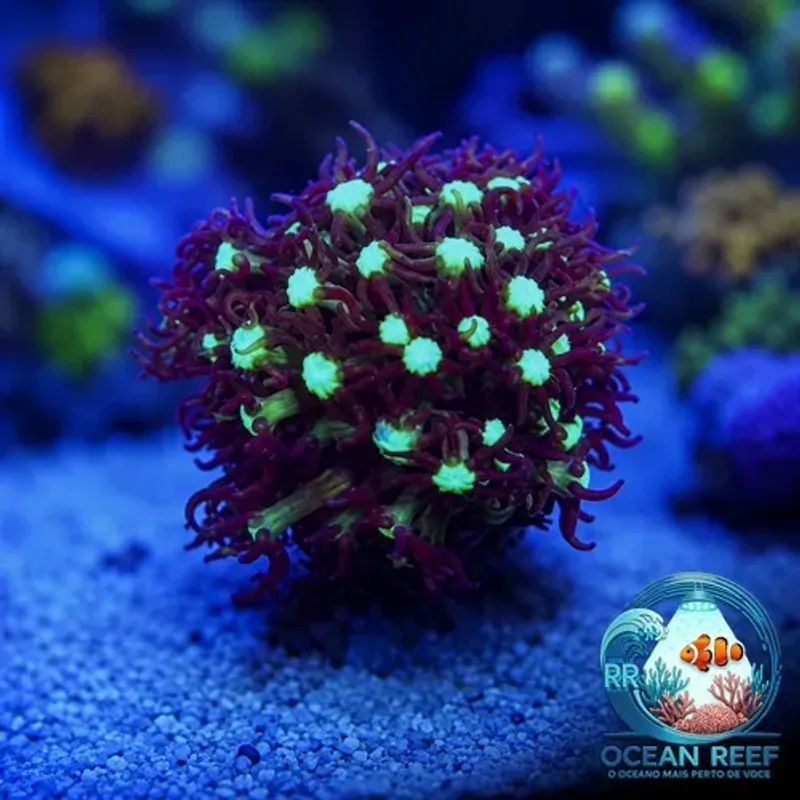Coral Star Brown Alien Eyes