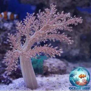 Coral Kenia Tree Olive