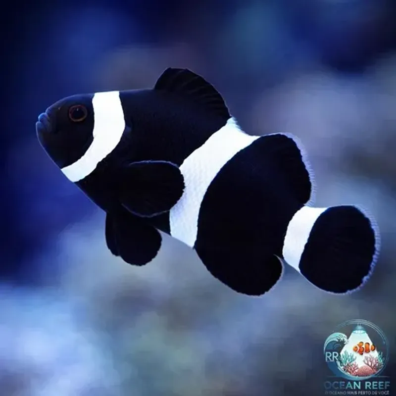 Peixe Palhaço Black Ocellaris