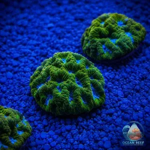 Coral Platygyra Deep Ocean (peça cheia)