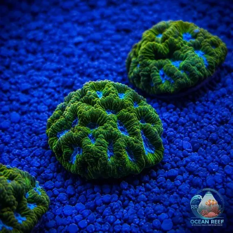 Coral Platygyra Deep Ocean (peça cheia)