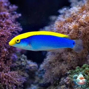 Cianocefalos Wrasse