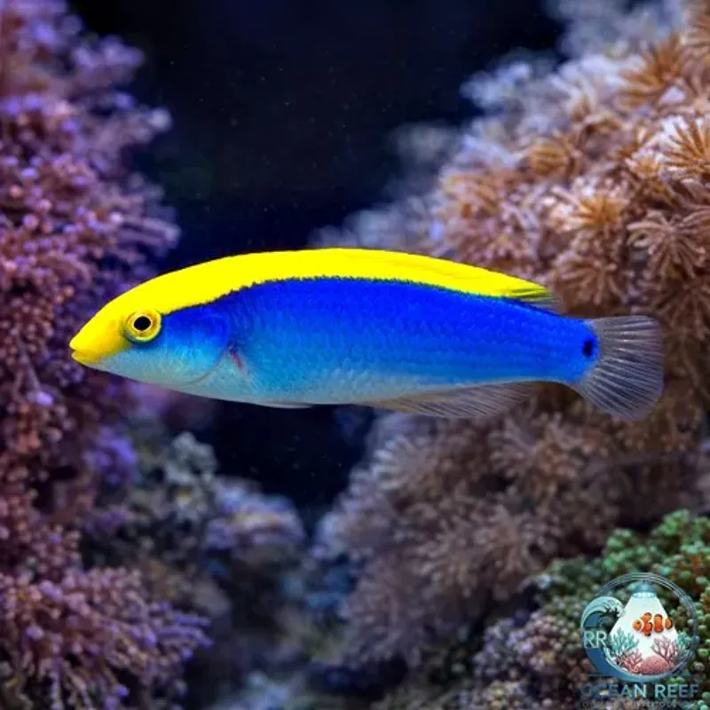 Cianocefalos Wrasse