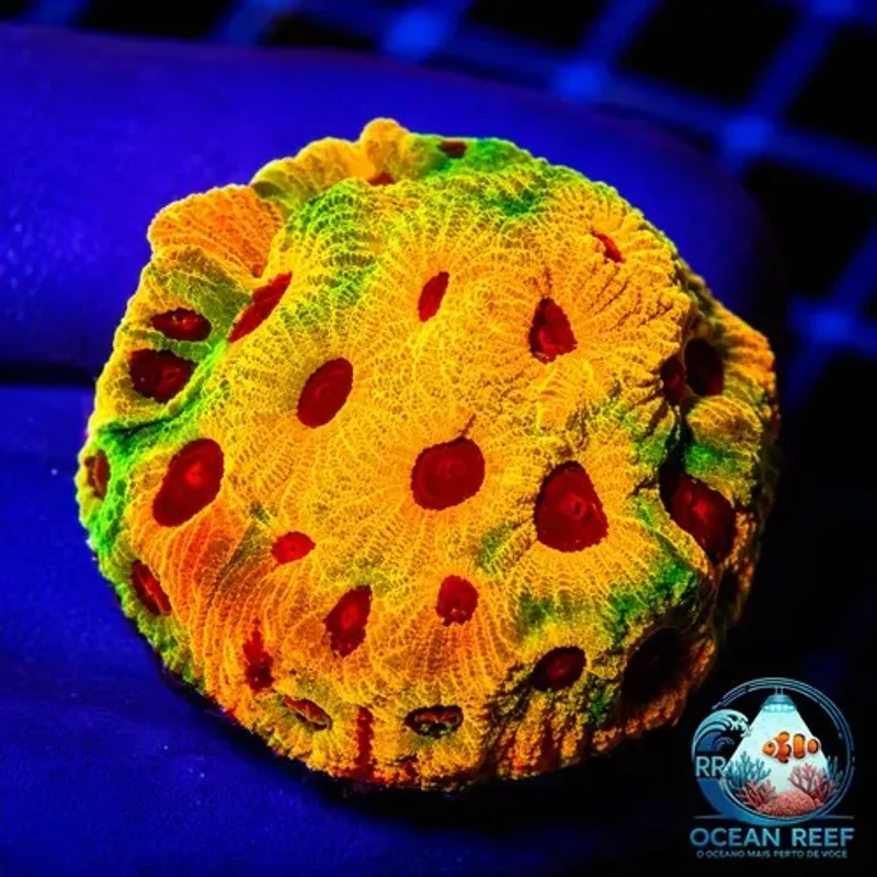 Coral Favia Fascination (peça cheia)