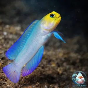 Jawfish Cabeça Amarela