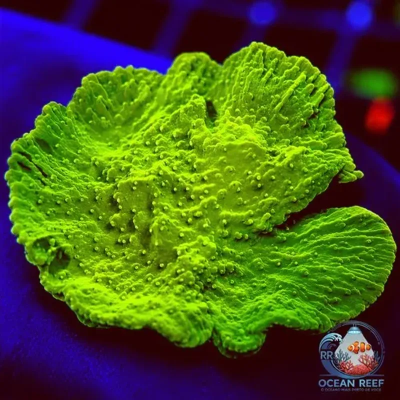 Coral Montipora Capricornis Neon Green (peça cheia)