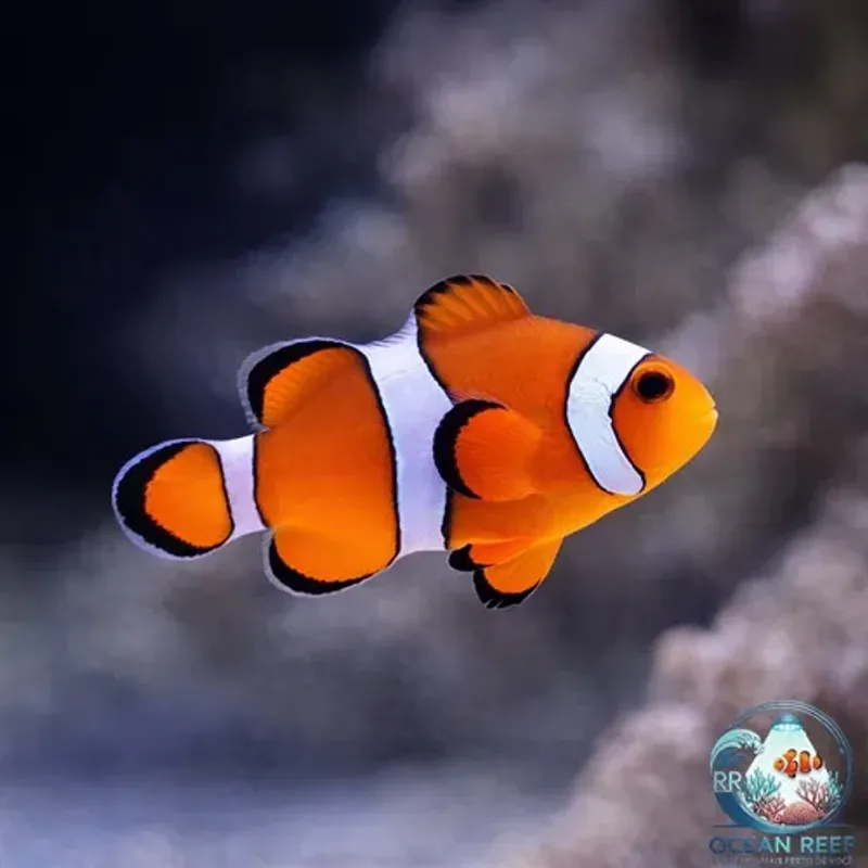 Peixe Palhaço Ocellaris Tradicional Laranja