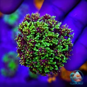 Coral Galaxea Rainbow (peça cheia)