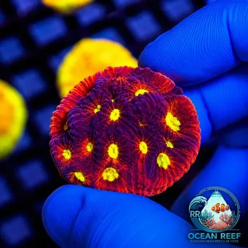 Coral Favia Bipolar (peça cheia)