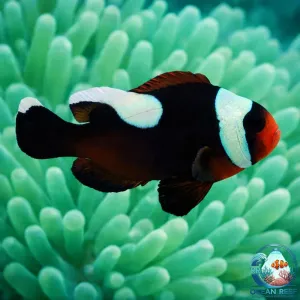 Peixe Palhaço Saddleback (Palhaço de Sela)