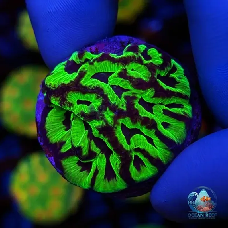 Coral Platygyra Green (peça cheia)