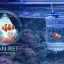 4.4 Aclimatação de Elite: O Ritual de Segurança para Seus Invertebrados e Peixes
