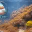 3.6 A fase feia: O aparecimento das primeiras algas marrons e como lidar com elas